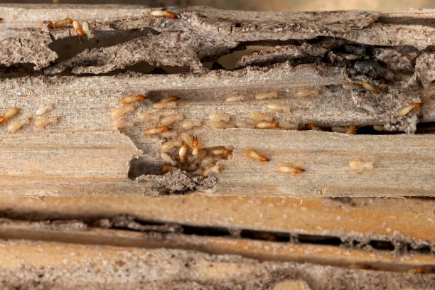 Best Best Pest Control Companies  in Beechwood Trails, OH